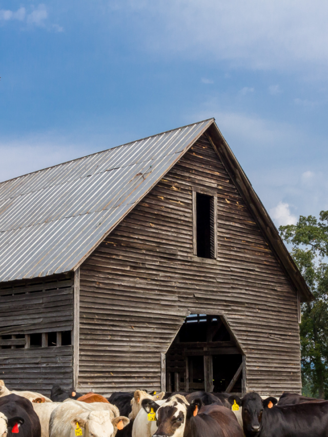 Metal Building VS Pole Barns : Which one is Better?